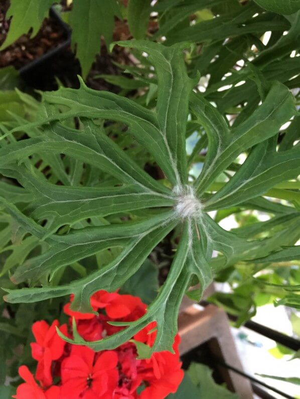 Syneilesis subglabrata, pépiniere Vert'tige, plante vivace, Astéracées, mon balcon, Paris 19e (75)