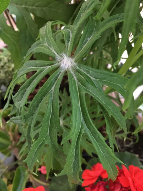 Syneilesis subglabrata, pépiniere Vert'tige, plante vivace, Astéracées, mon balcon, Paris 19e (75)