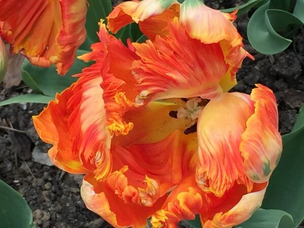 Tulipe perroquet, Tulipa 'Parrot King', plante bulbeuse, Parc Floral, Paris 12e (75)