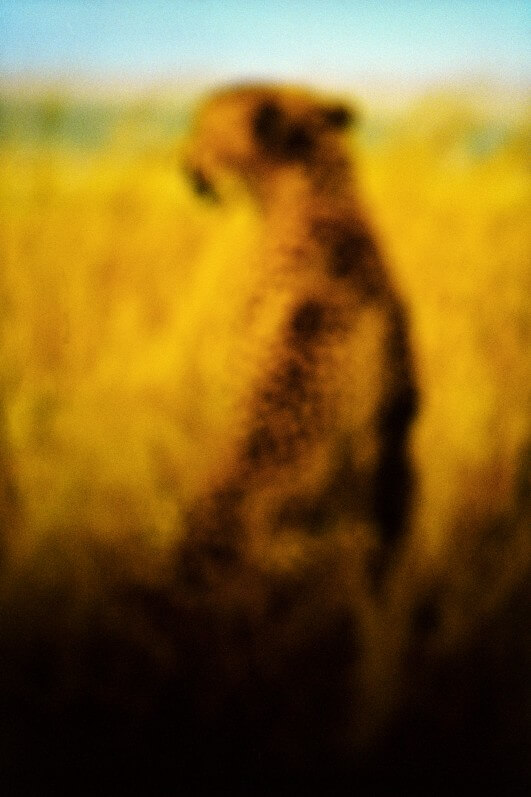 Le guépard, 60x90 cm, photo François Fontaine