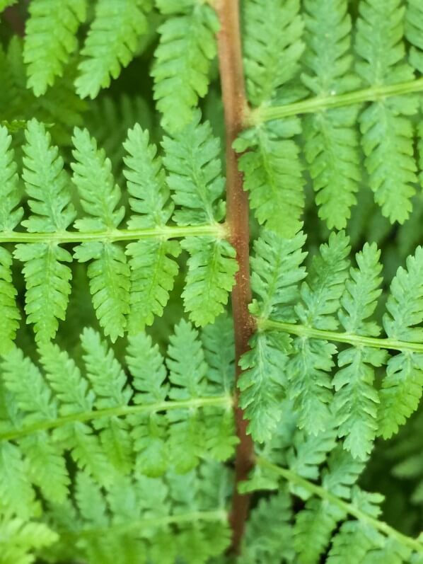 Fougère, Athyrium filix-femina 'Lady in Red' sur mon balcon, Paris 19e (75)