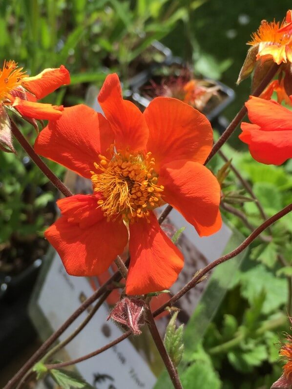 Benoîte, Geum 'Sea Breeze', Meers Vaste Plantenkwekerij, Journées des plantes, Chantilly (60)