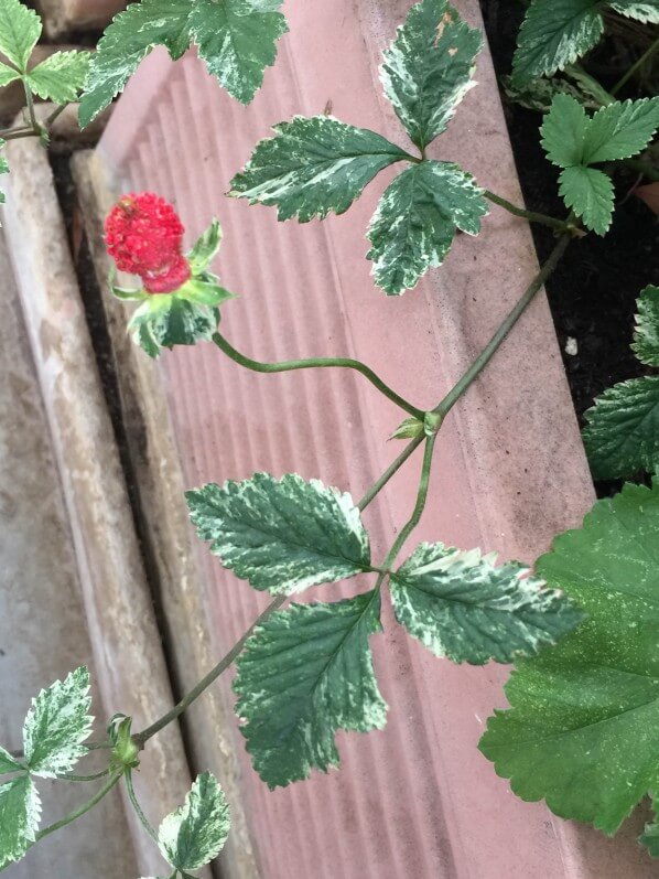 Duchesnea indica 'Harlequin', faux fraisier, fraisier des Indes, balcon, Paris 19e (75)