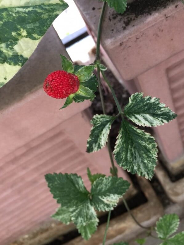 Duchesnea indica 'Harlequin', faux fraisier, fraisier des Indes, balcon, Paris 19e (75)