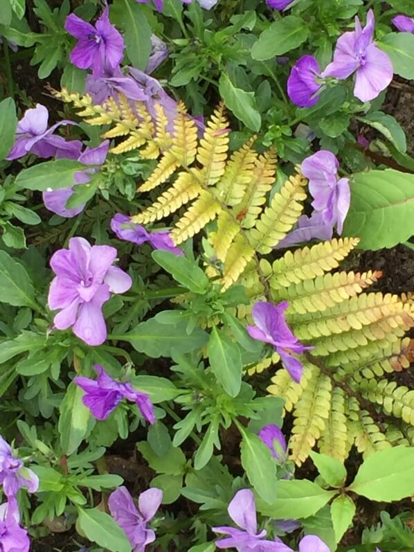 Pensées et fougère, jardin de Claude Monet, Giverny (Eure)