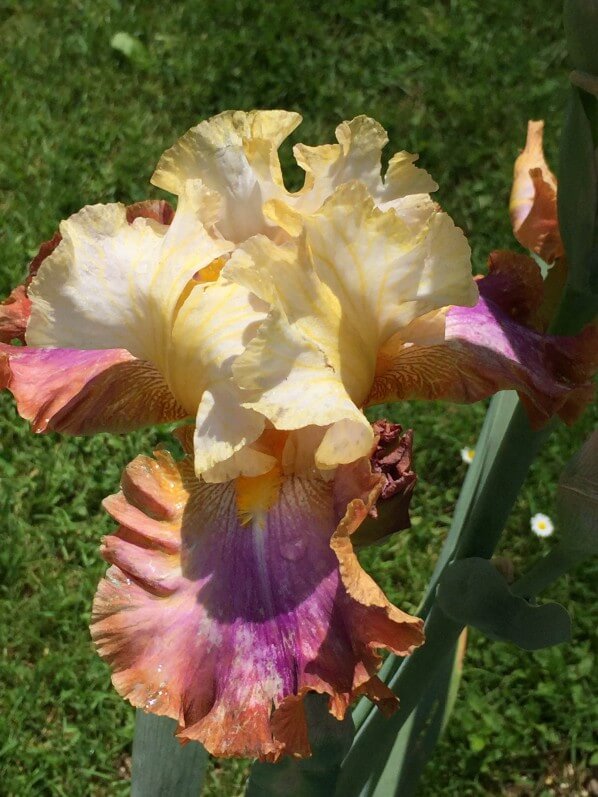 Iris n°105, Concours Franciris 2017, Parc Floral, Paris 12e (75)