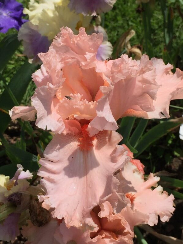 Iris 'La vie en rose', création Cayeux 2000, concours Franciris, Parc Floral, Paris (75)