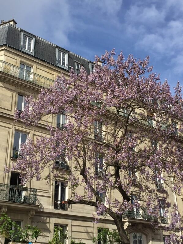 Paulownia tomentosa, arbre impérial, rue Laumiere, Paris 19e (75)