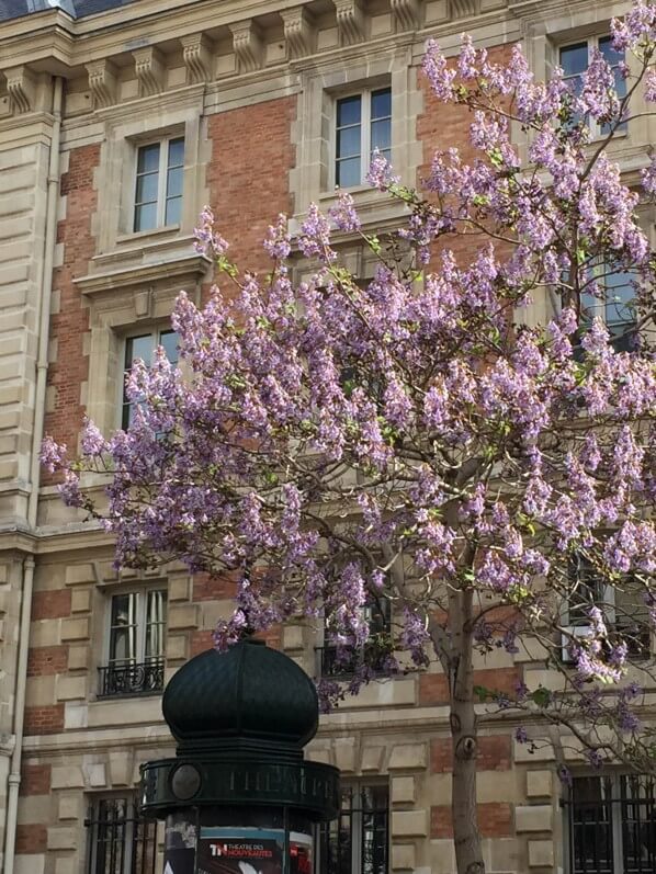 Paulownia tomentosa, arbre impérial, rue Laumiere, Paris 19e (75)
