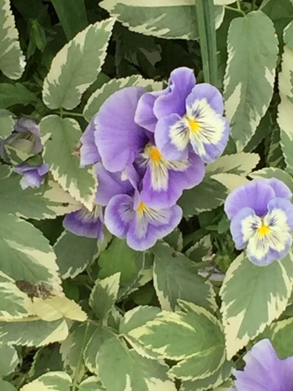 Pensées et herbe-aux-goutteux panachée (Aegopodium), jardin de Claude Monet, Giverny (Eure)