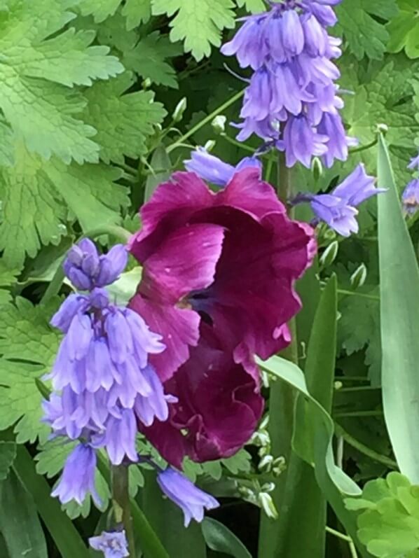 Tulipe et jacinthes des bois (Endymion), jardin de Claude Monet, Giverny (Eure)