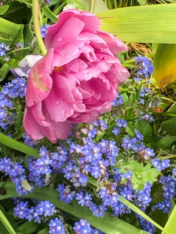 Tulipe pivoine et myosotis, jardin de Claude Monet, Giverny (Eure)