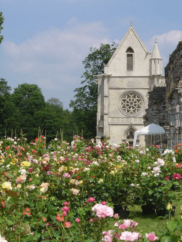 Journées de la rose, Abbaye de Chaalis, photo Institut de France
