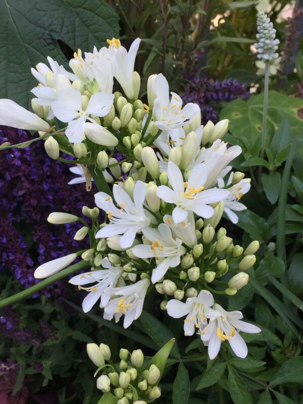 Agapanthe blanche, Jardins Jardin aux Tuileries, Paris 1er (75)