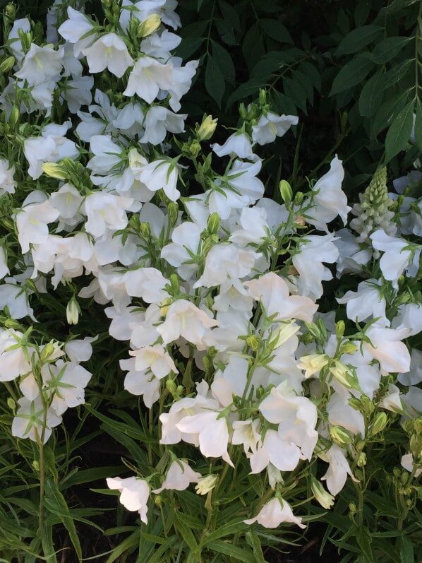 Campanules blanches, Jardins Jardin aux Tuileries, Paris 1er (75)