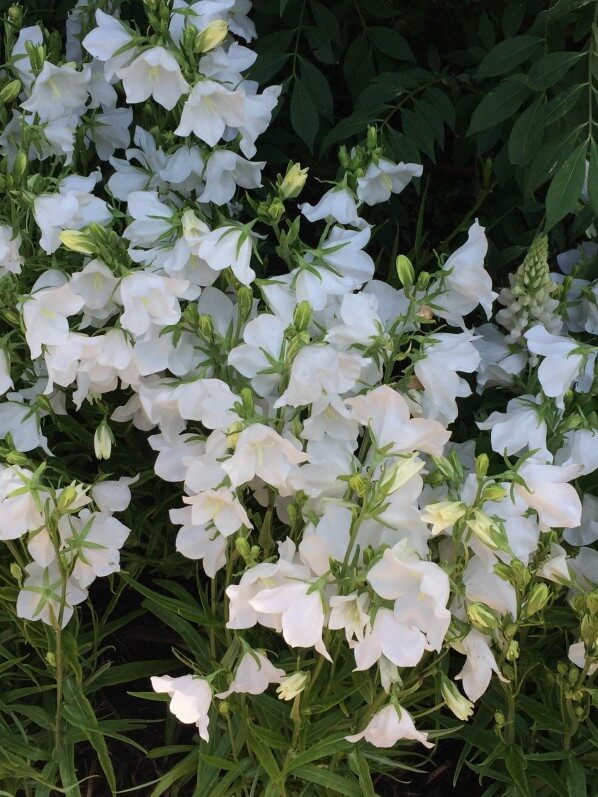 Campanules blanches, Jardins Jardin aux Tuileries, Paris 1er (75)