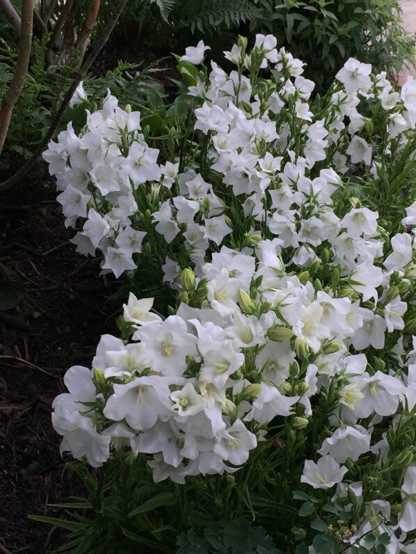 Campanules blanches, Jardins Jardin aux Tuileries, Paris 1er (75)