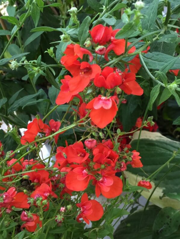 Diascia hybride à fleurs rouges, balcon, Paris (75)