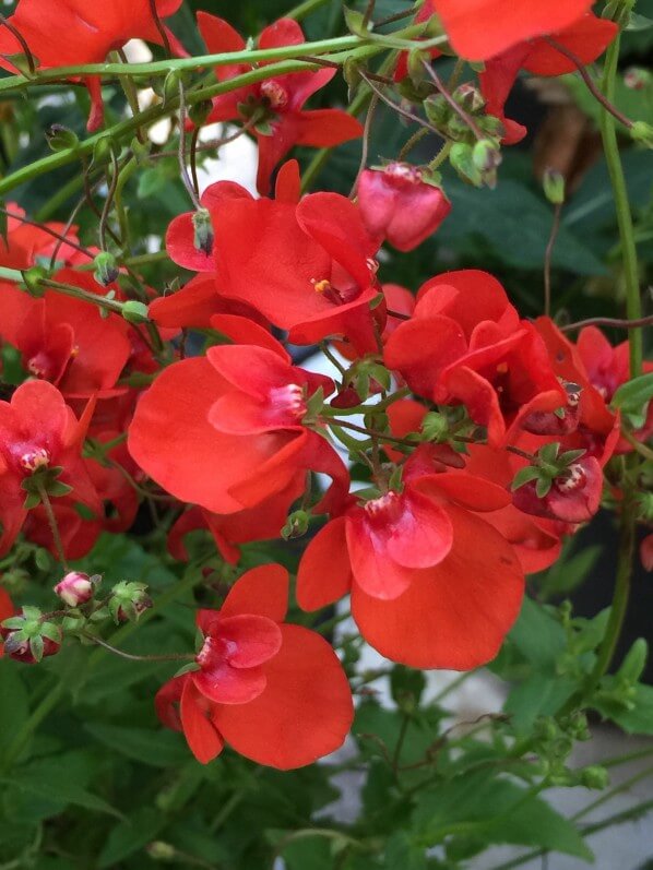 Diascia hybride à fleurs rouges, balcon, Paris