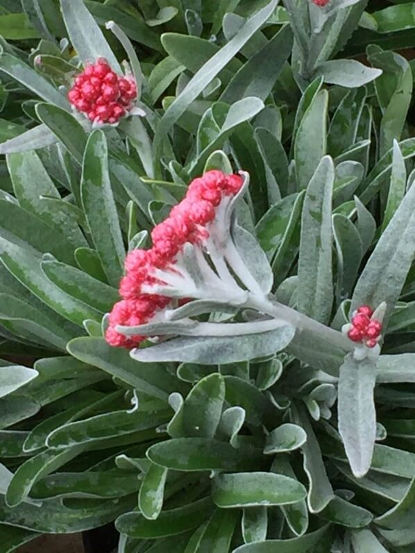 Helichrysum amorginum 'Ruby Cluster', Roué pépinières, Journées des Plantes, Chantilly (60)
