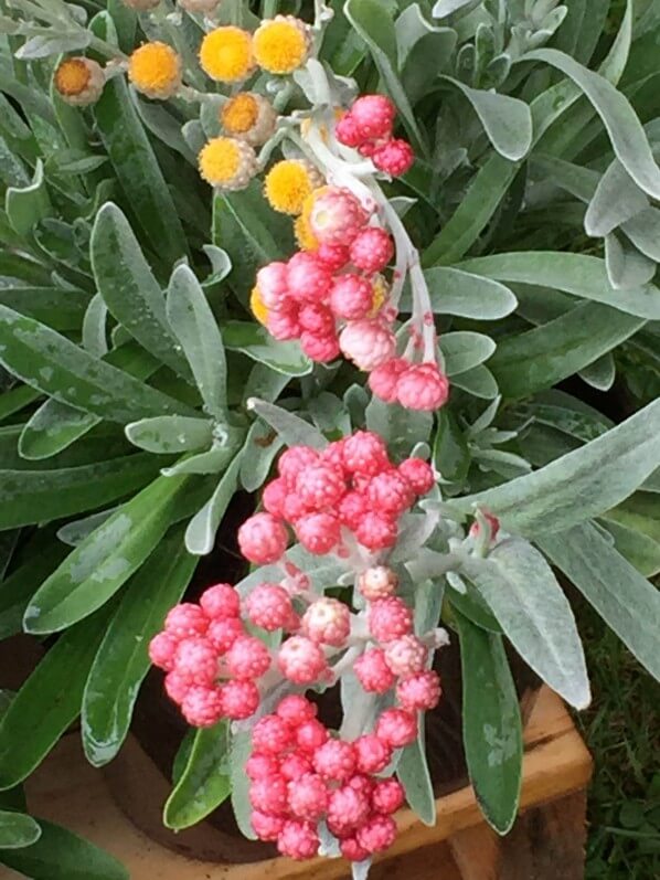 Helichrysum amorginum 'Ruby Cluster', Roué pépinières, Journées des Plantes, Chantilly (60)