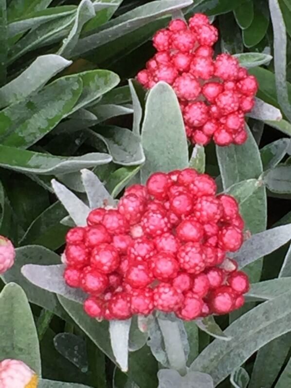 Helichrysum amorginum 'Ruby Cluster', Roué pépinières, Journées des Plantes, Chantilly (60)