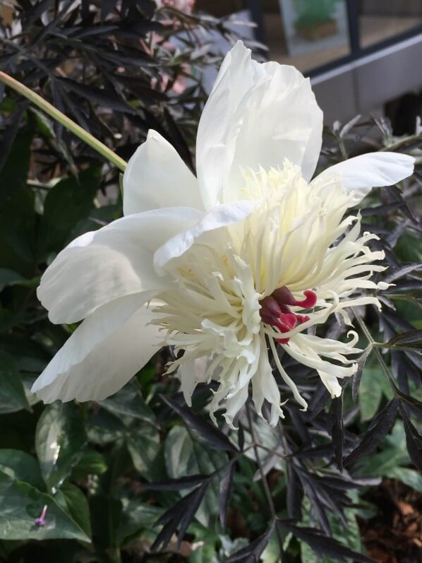 Paeonia, pivoine blanche, Jardins Jardin aux Tuileries, Paris 1er (75)