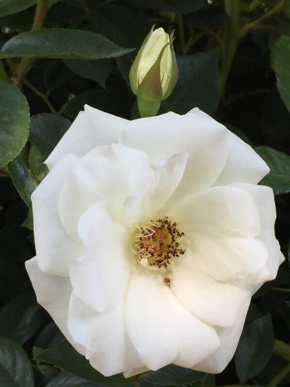 Rose blanche, roseraie_de_bagatelle, Paris 1er (75)