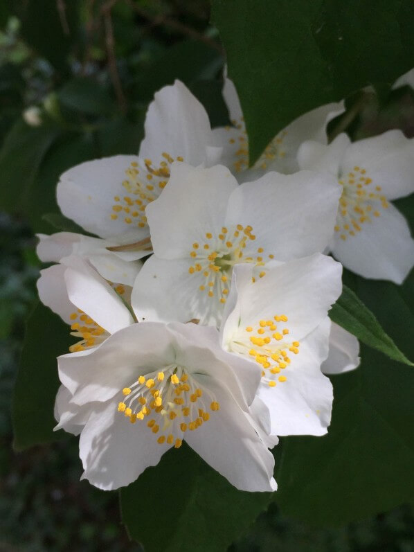 Philadelphus, seringat, Parc de Bagatelle, Paris 16e (75)