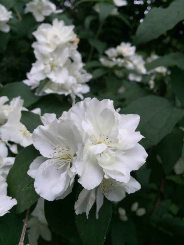 Philadelphus, seringat, Parc de Bagatelle, Paris 16e (75)