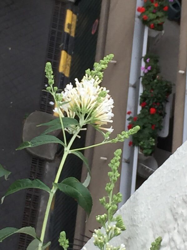 Buddleia Free Petite 'Snow White', arbuste à fleurs, arbre aux papillons, balcon, Paris 19e (75)