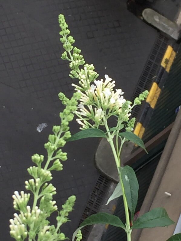 Buddleia Free Petite 'Snow White', arbuste à fleurs, arbre aux papillons, balcon, Paris 19e (75)