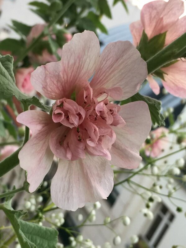 Alcathea suffrutescens 'Parkfrieden', Malvacées, fleur, floraison, balcon, Paris 19e (75)