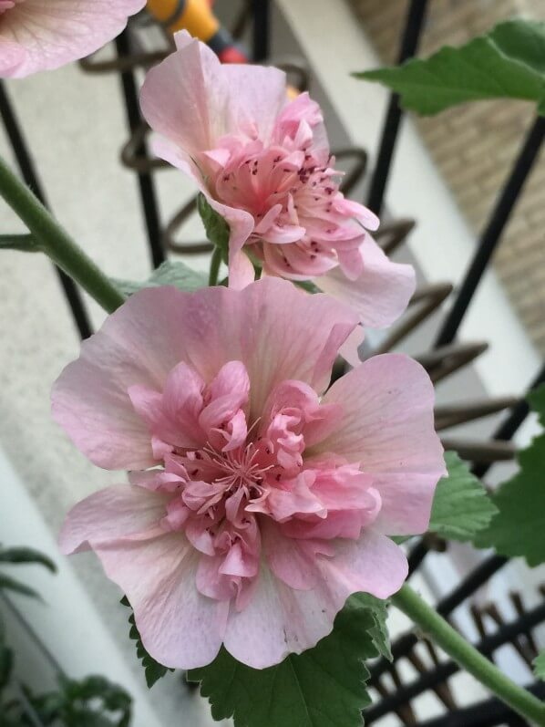 Alcathea suffrutescens 'Parkfrieden', Malvacées, fleur, floraison, balcon, Paris 19e (75)