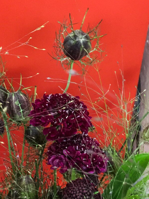 Bouquet de scabieuse 'Chile Black', fruits (capsules) de nigelle et graminée, Paris 19e (75)