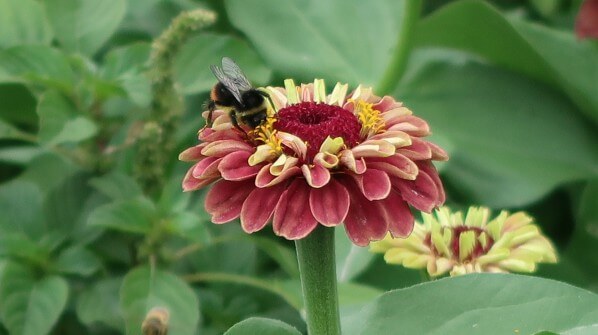 Fleur de Zinnia elegans 'Queen Lime Red', Jardin des Plantes, Paris 5e (75)