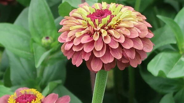 Fleur de Zinnia elegans 'Queen Lime Red', Jardin des Plantes, Paris 5e (75)