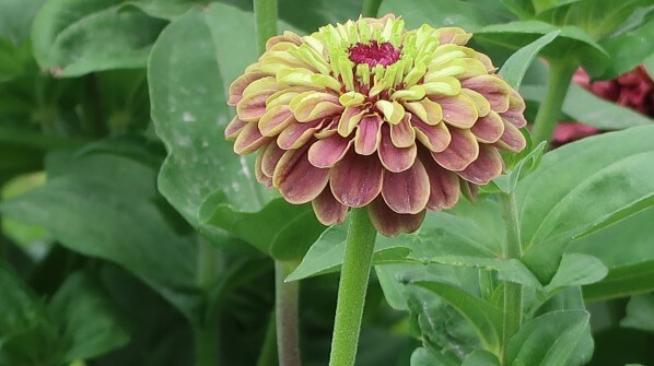 Fleur de Zinnia elegans 'Queen Lime Red', Jardin des Plantes, Paris 5e (75)