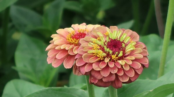 Fleur de Zinnia elegans 'Queen Lime Red', Jardin des Plantes, Paris 5e (75)