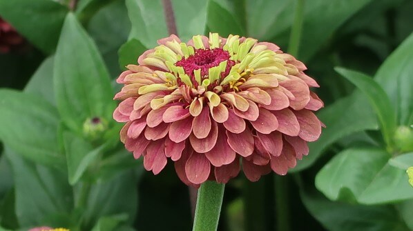 Fleur de Zinnia elegans 'Queen Lime Red', Jardin des Plantes, Paris 5e (75)