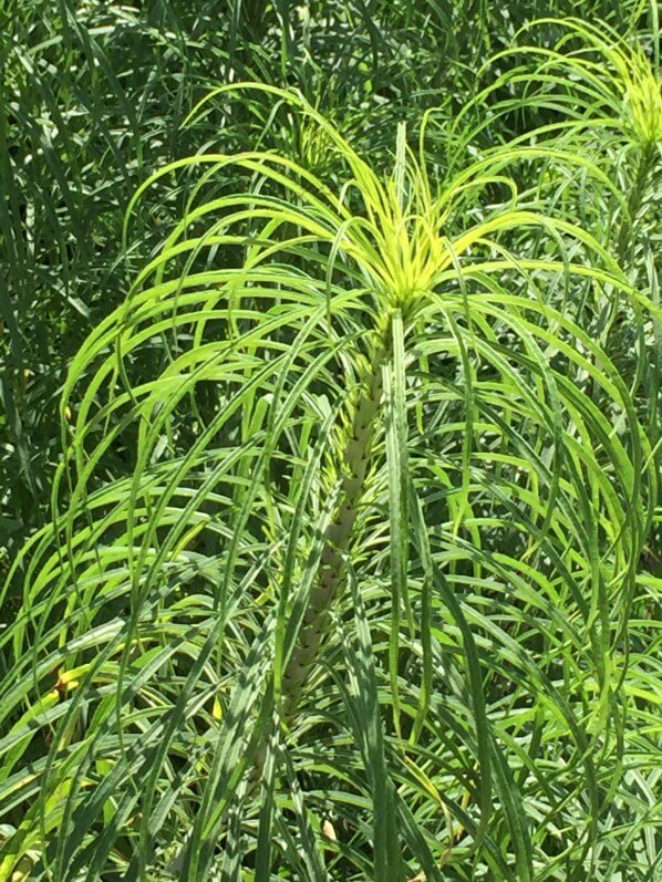 Helianthus salicifolius, Astéracées, plante vivace, Jardin des Plantes, MNHN, Paris 5e (75)