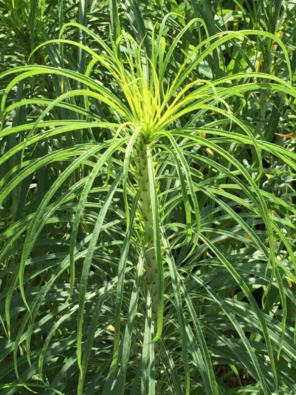 Helianthus salicifolius, Astéracées, plante vivace, Jardin des Plantes, MNHN, Paris 5e (75)