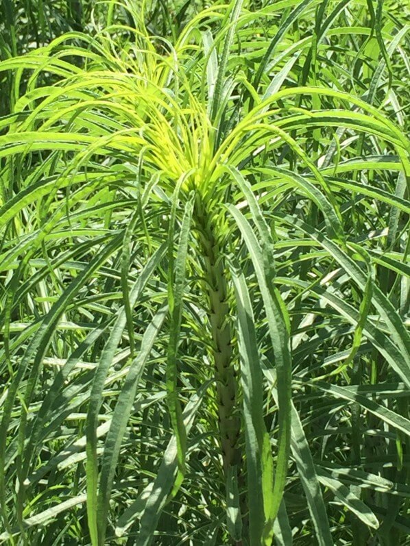 Helianthus salicifolius, Astéracées, plante vivace, Jardin des Plantes, MNHN, Paris 5e (75)