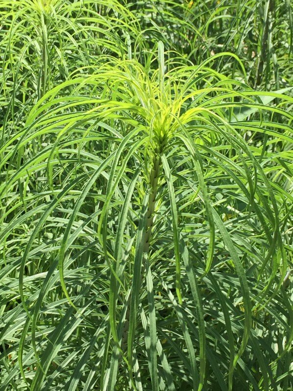 Helianthus salicifolius, Astéracées, plante vivace, Jardin des Plantes, MNHN, Paris 5e (75)