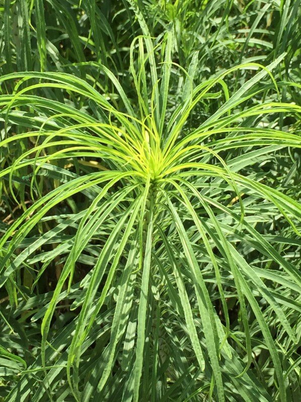 Helianthus salicifolius, Astéracées, plante vivace, Jardin des Plantes, MNHN, Paris 5e (75)