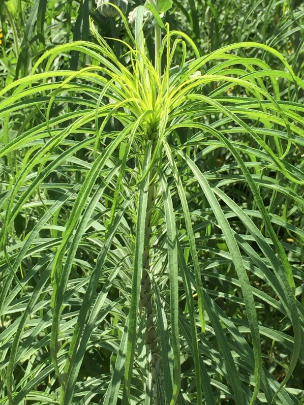 Helianthus salicifolius, Astéracées, plante vivace, Jardin des Plantes, MNHN, Paris 5e (75)