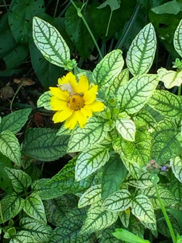 Heliopsis helianthoides 'Loraine Sunshine', plante vivace, Astéracées, Levallois (92)