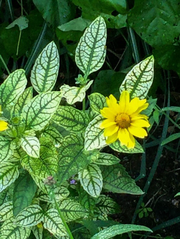 Heliopsis helianthoides 'Loraine Sunshine', plante vivace, Astéracées, Levallois (92)