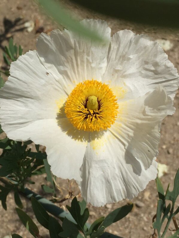 Pavot en arbre, Romneya coulteri, Papavéracées, fleur, plante vivace, Jardin des Plantes, Muséum National d'Histoire naturelle, Paris 5ème (75)