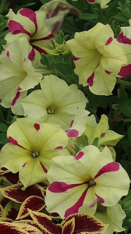 Pétunia Sophistica Lime Bicolour en été dans le Jardin des Plantes, Paris 5e (75)